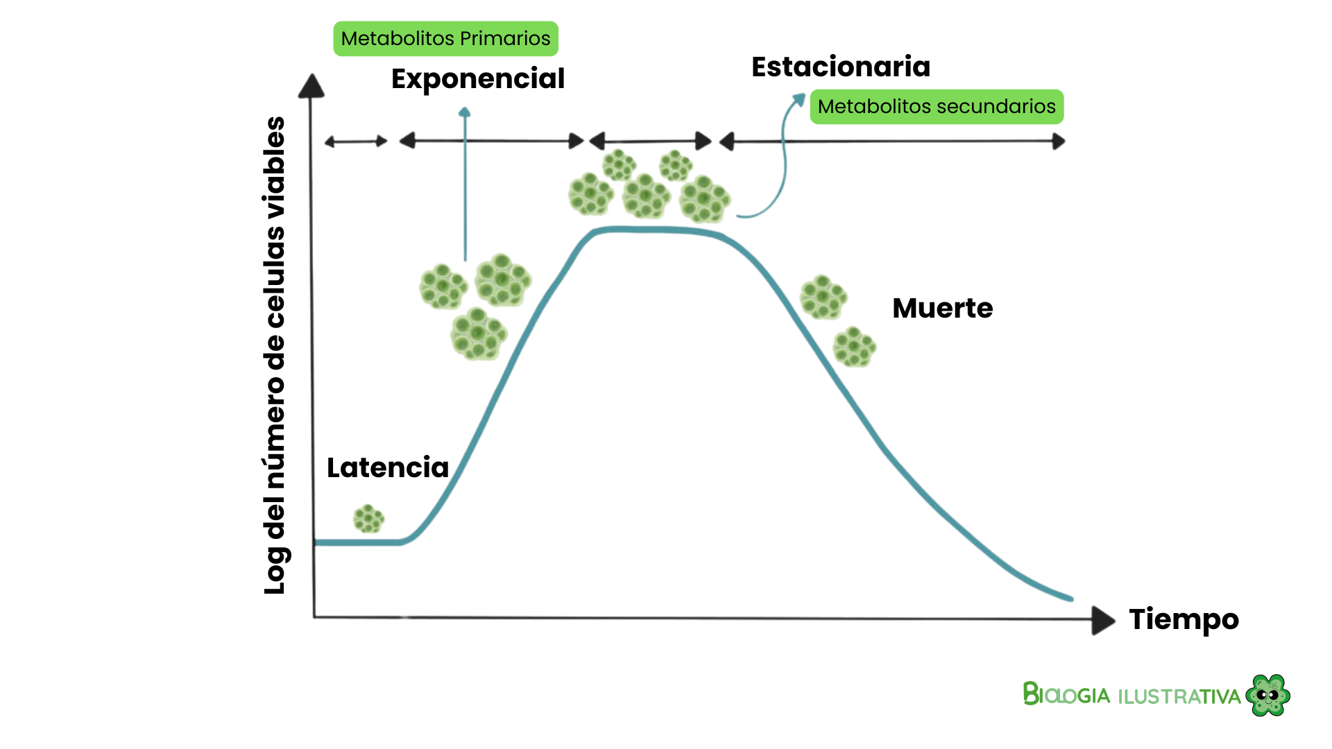 Curva de crecimiento de hongos